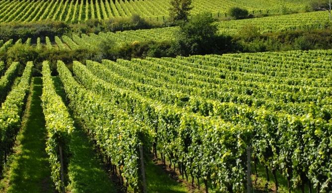 Za investicije u vinogradarstvu i vinarstvu podrška od 50 do 65 odsto