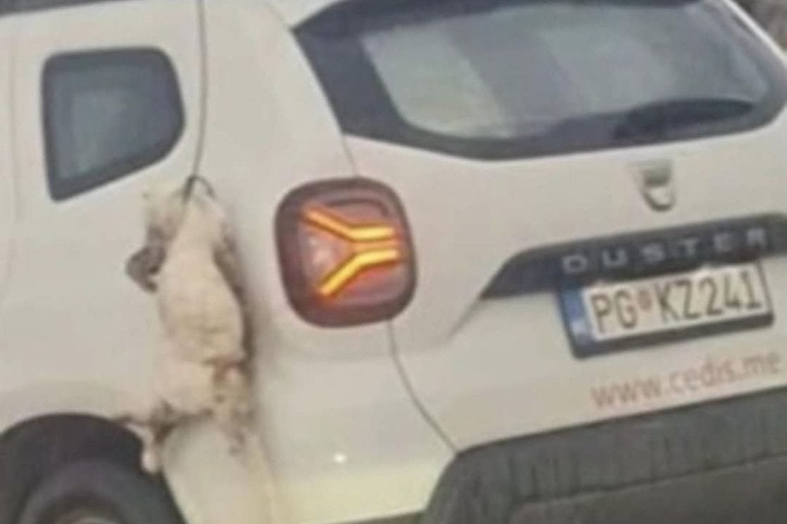 CEDIS objasnio zašto je uginula mačka visila sa njihovog vozila