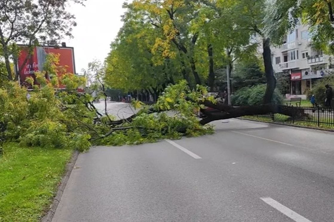 VIDEO: Na Bulevaru Svetog Petra Cetinjskog palo stablo, saobraćaj obustavljen