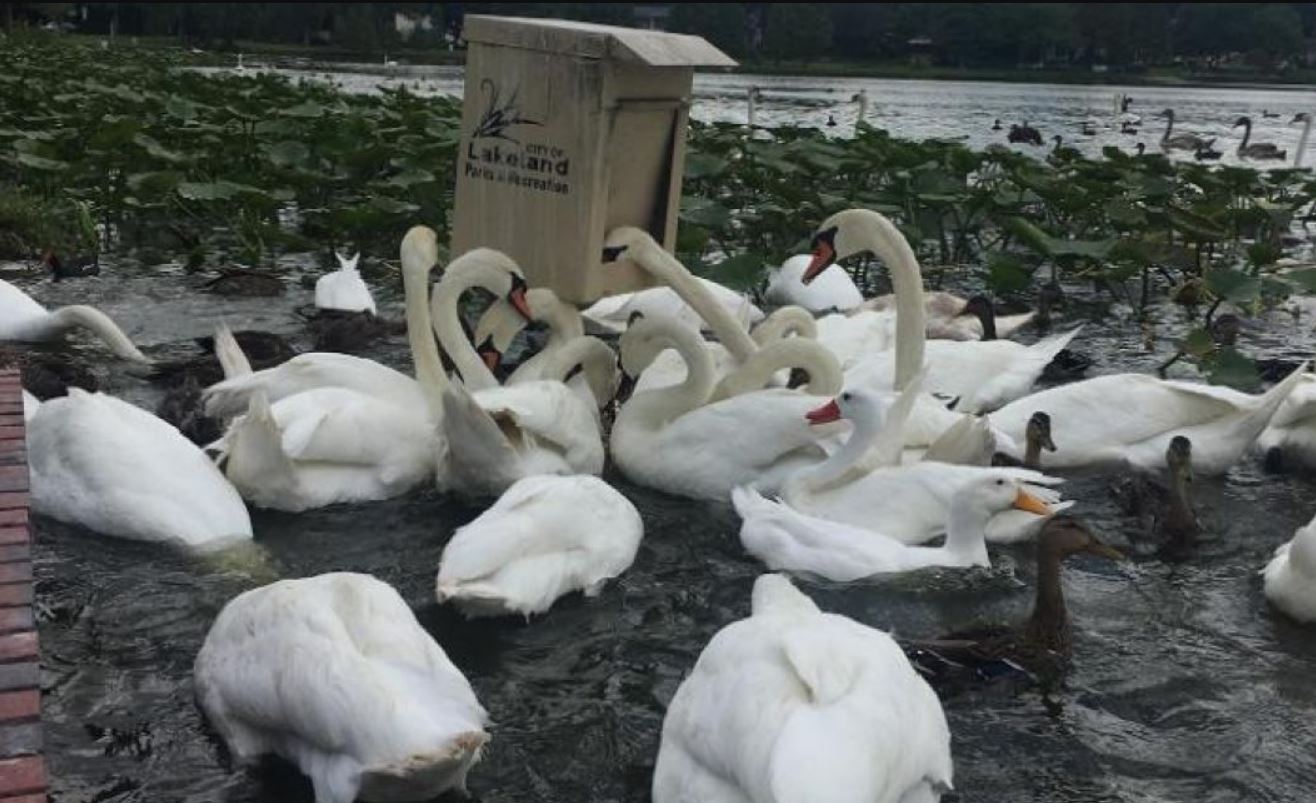 Neobična rasprodaja u SAD: Vlast pozvala građane da kupe - labudove