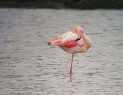 Stigli su nam novi flamingosi
