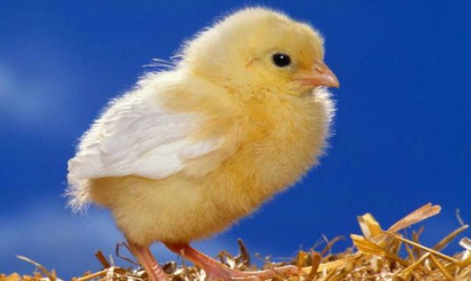 Za ovaj posao plata je 55.000 eura godišnje, ali se niko ne javlja na oglas!