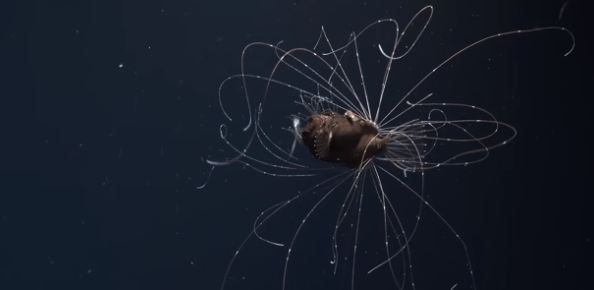 Vrsta koja se rijetko viđa: Naučnici oduševljeni životinjom iz morskih dubina