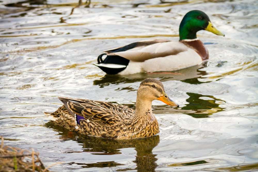 Crna Gora preduzima mjere preventive zbog ptičijeg gripa