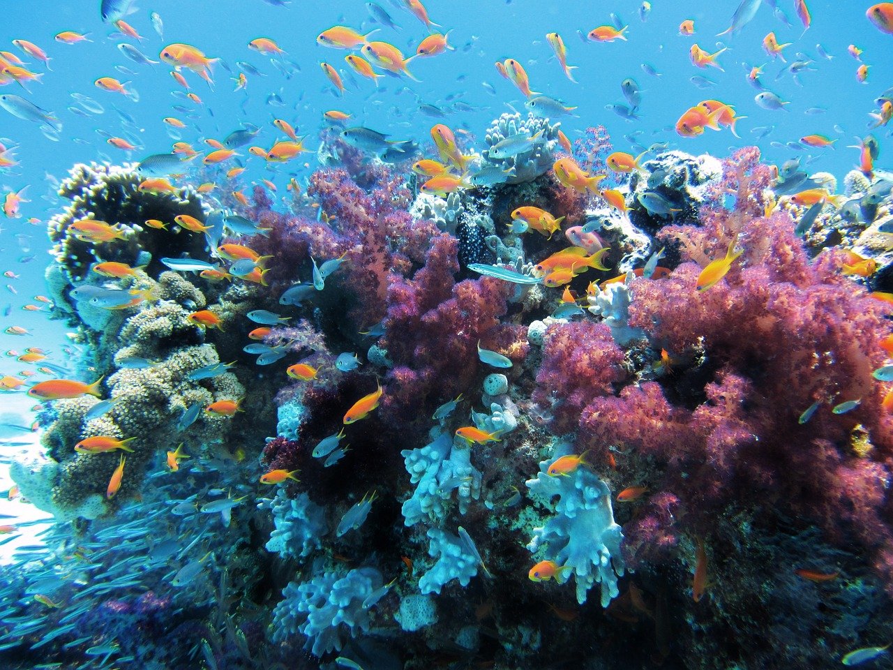 Zbog zagrijavanja okeana događa se izbjeljivanje koralnih grebena