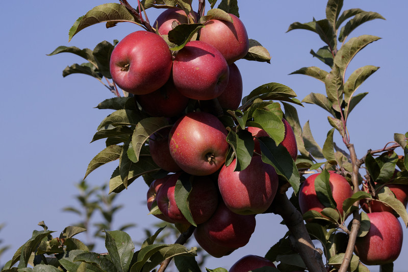 Kako jabukama produžiti vijek trajanja