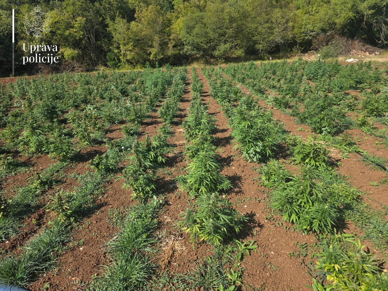 Maraš u pritvoru još dva mjeseca: Osumnjičen za uzgajanje marihuane u Trnovu