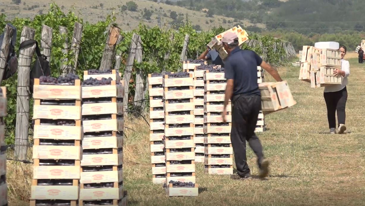 Počela berba stonog grožđa na vinogradima Plantaža 13. jul, očekuje se dobra sezona