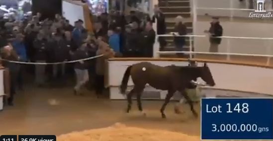 Šeik iz Dubaija potrošio četiri miliona dolara za novog konja
