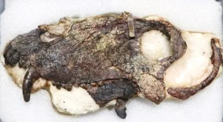 Pronađena lobanja divovskog predatora, harao je Zemljom davno prije dinosaurusa