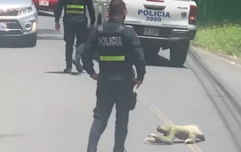 Video: Policija blokirala saobraćaj kako bi ljenivac mogao preći put