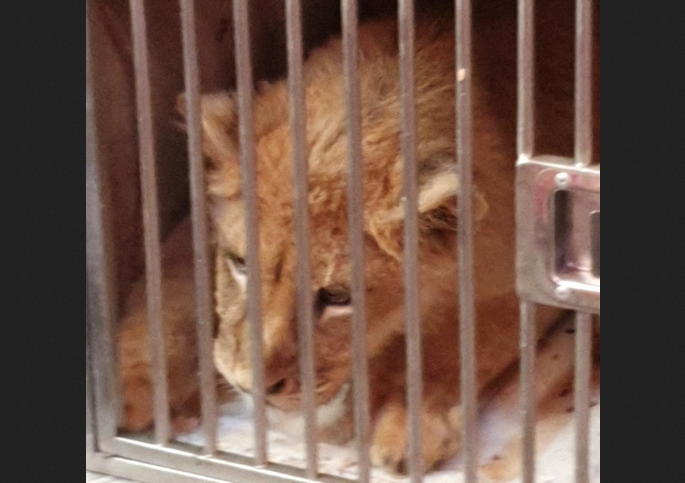 Lavića će pregledati veterinari iz inostranstva: Nada da brzo ide negdje gdje će mu život biti ljepši