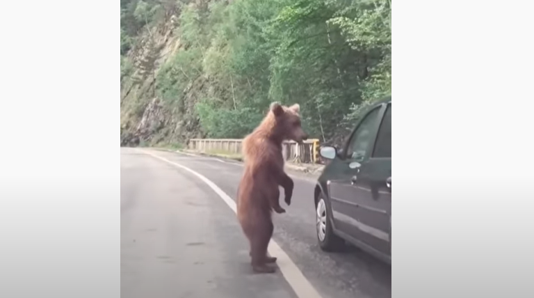 Vanredna kontrola - medvjed zaustavio saobraćaj u Crnoj Gori