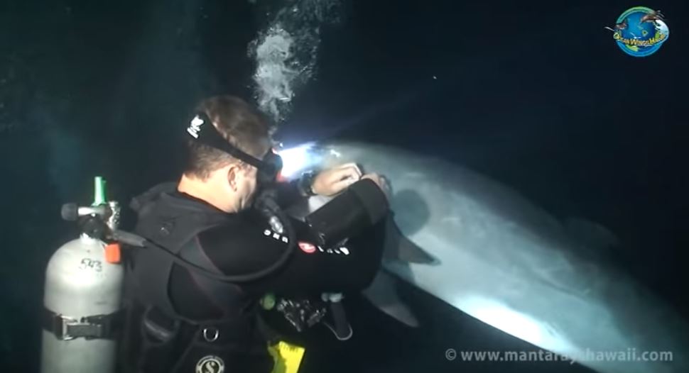 Kakav video! Ranjeni delfin prišao roniocu i zatražio pomoć