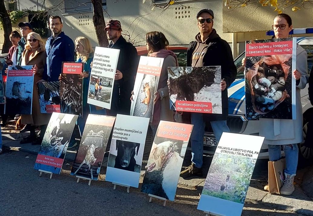 Darmanović: Zašto nema istrage povodom decenijske organizacije borbi pasa i zašto nikad niko nije uhapšen?