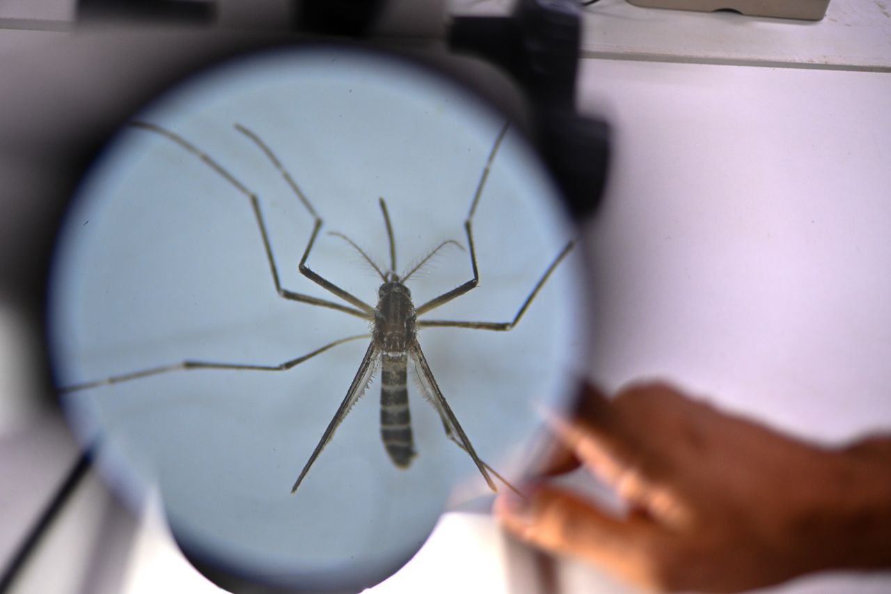 SZO izražava zabrinutost zbog širenja virusa čikungunja koji prenose komarci