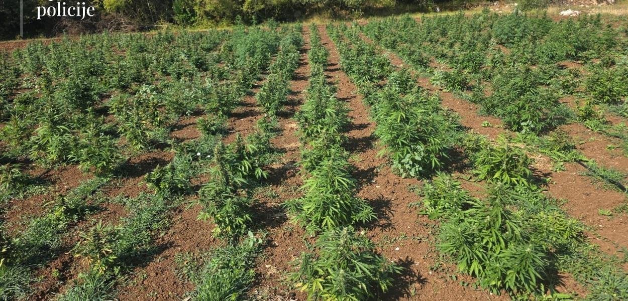 Uhapšena još jedna osoba u akciji „Trnovo“