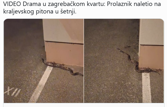 Piton snimljen na ulici u Zagrebu: Pobjegao dok je vlasnica bila na godišnjem odmoru