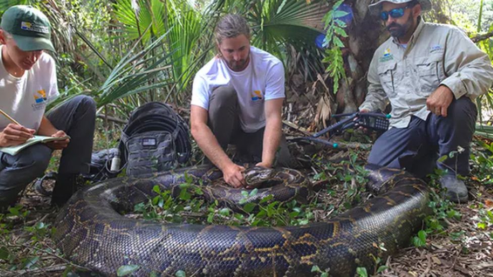 Na Floridi uhvaćen najveći piton do sada: Ženka ima 98 kg, duga skoro 5 m