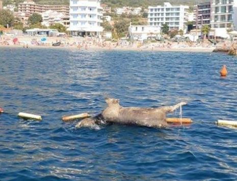 Spriječen ekološki incident, mrtva krava u blizini barske plaže