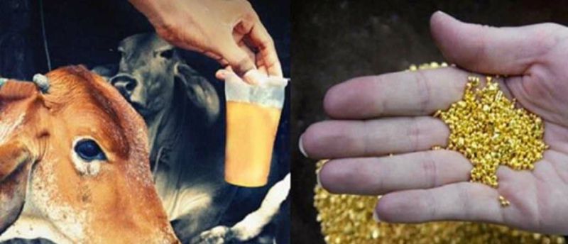 Srbija: Nakon žalbe da stoka masovno umire, policija pronašla ilegalnu topionicu zlata