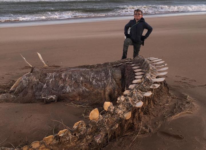 Kira na obalu Škotske izbacila ostatke "misterioznog stvorenja"