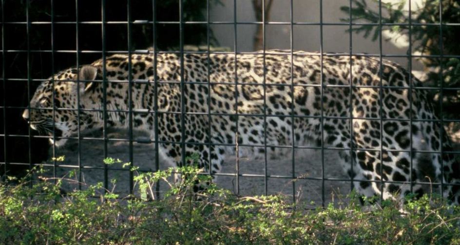 Kineski safari park nedjelju dana krio da su pobjegla tri leoparda