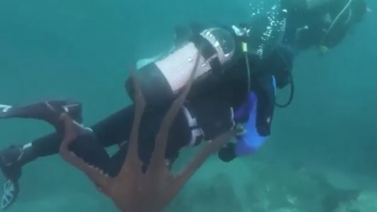 Istraživao dubine Japanskog mora: Velika hobotnica napala ronioca