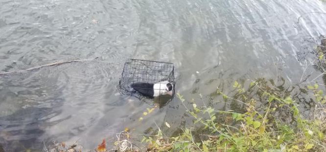 Psa zatvorili u kavez i bacili u jezero: Satima se borio za život u hladnoj vodi