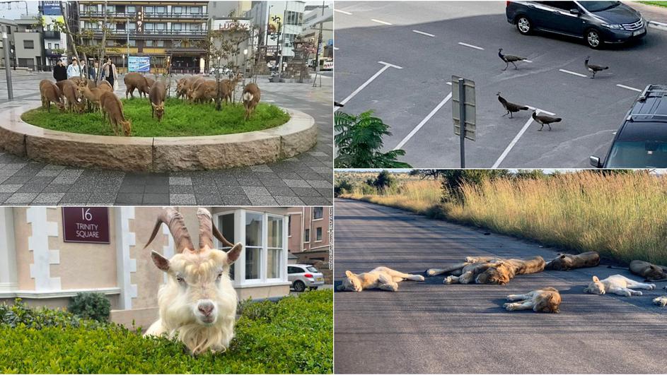 Pogledajte: Divlje životinje istražuju ulice gradova dok ljudi sjede kod kuće