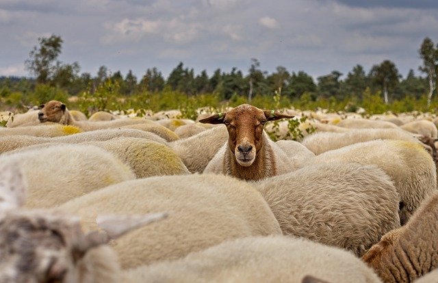 Manje goveda i ovaca