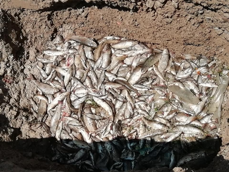 Tužilaštvo ispituje ko je odgovoran za pomor ribe u Vezišnici i Ćehotini