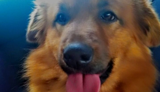 Pet namirnica kojima možete hraniti svog psa