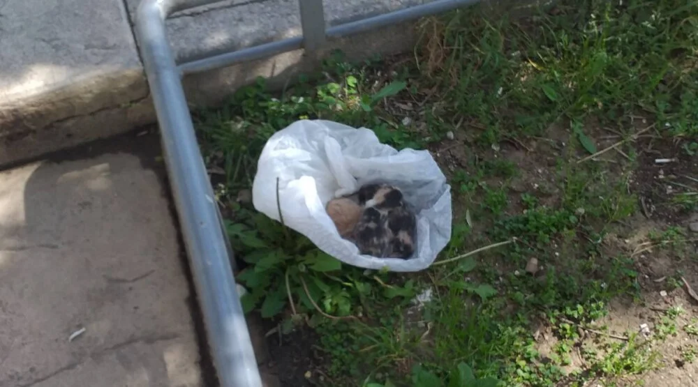 Podgorica: U plastičnoj kesi ostavljeno leglo štenaca, Čistoća da hitno reaguje