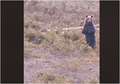 Medvjed u šetnji s mladunčadima snimljen kod Bihaća