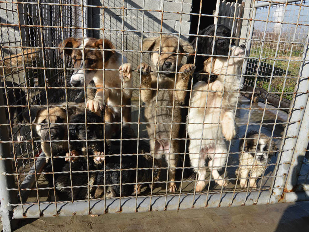 Pljevlja: Zaštitnica napuštenih životinja ide u zatvor jer je hranila pse lutalice