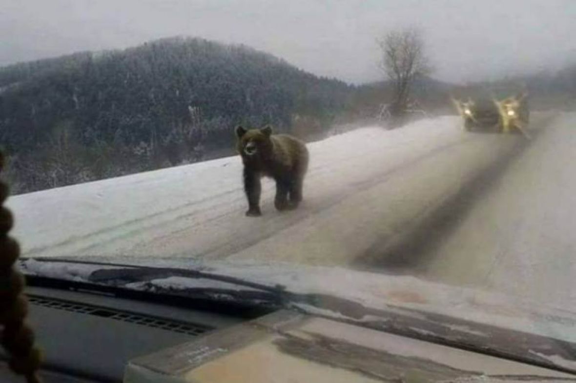 Snimljeno u BiH: Medvjed na putu usred zimskog sna