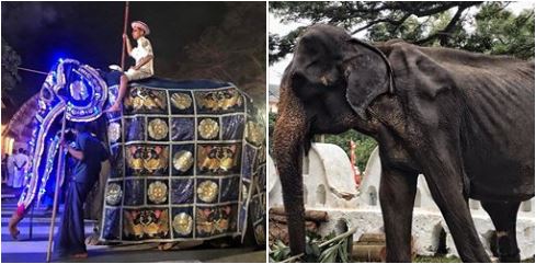 Šokantne fotografije izgladnjele slonice na društvenim mrežama