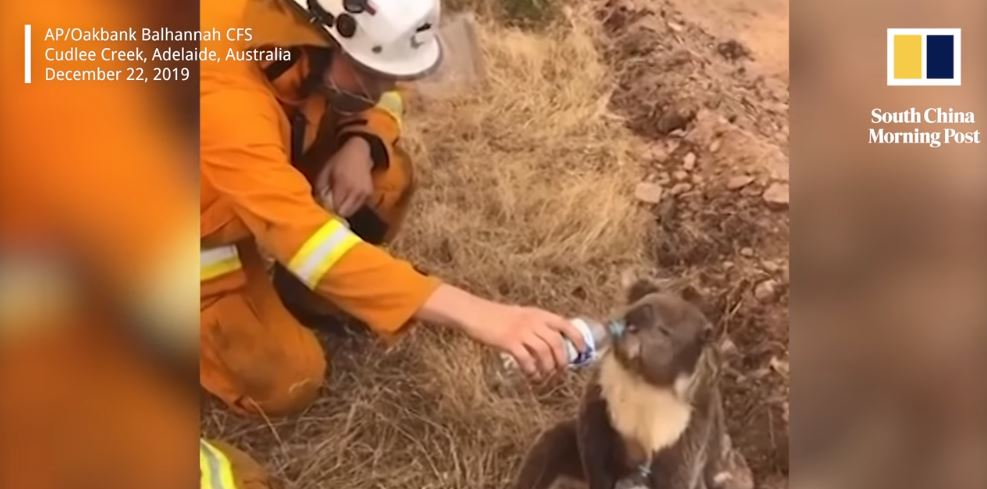 Koala od vatrogasaca dobila flašicu vode usred požara u Australiji