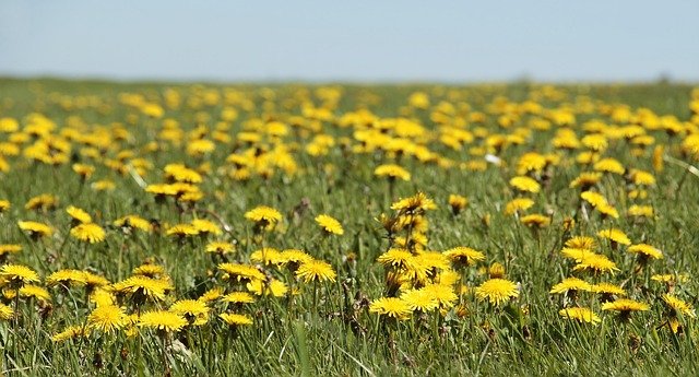 Tri moćne biljke koje jačaju imunitet i vraćaju energiju