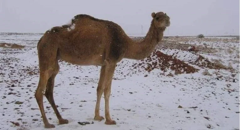 Pogledajte sniježnu pustinju: U Alžiru pao snijeg