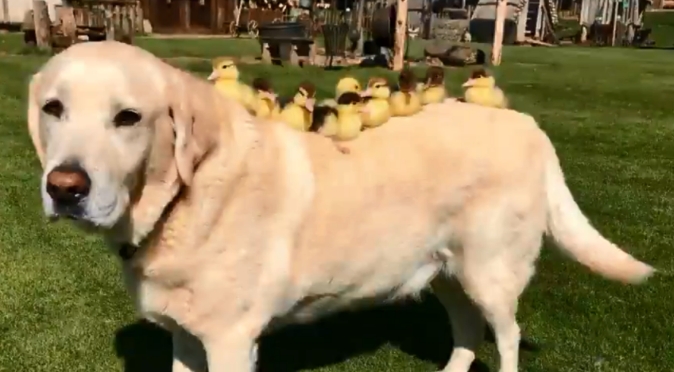 Ovaj je labrador po drugi put "usvojio" pačiće: Preuzeo je ulogu oca kao patka u vodi
