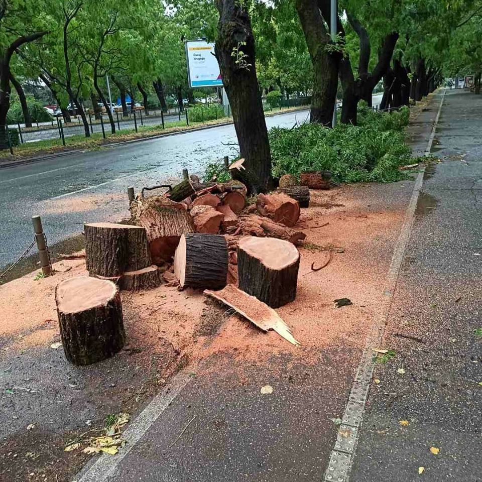 Podgorica: Nakon nevremena, pune ruke posla za radnike Zelenila